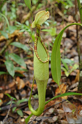 la pianta Nepenthes hemselyana